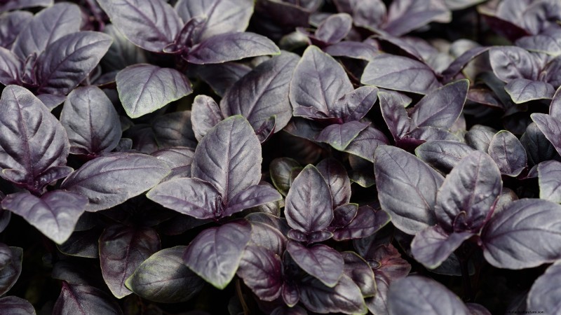15 herbes ornementales à planter en juin pour un jardin luxuriant et écologique 