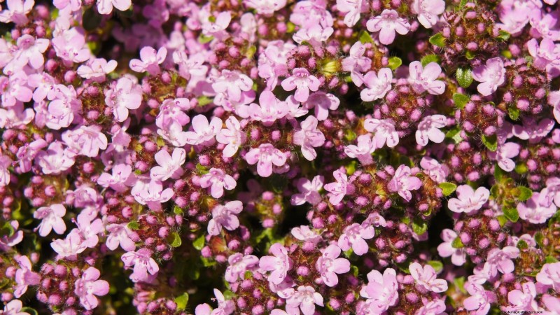 15 herbes ornementales à planter en juin pour un jardin luxuriant et écologique 