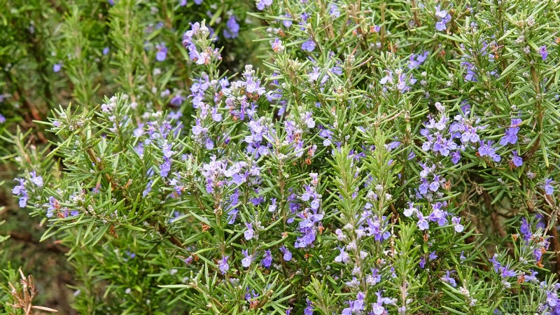 15 herbes ornementales à planter en juin pour un jardin luxuriant et écologique 