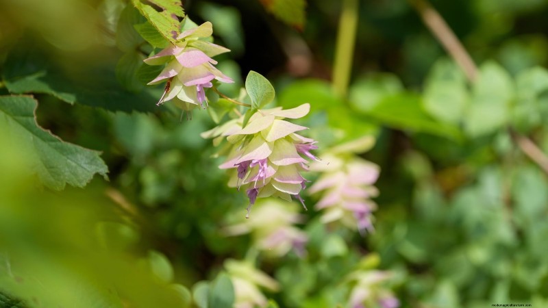 15 herbes ornementales à planter en juin pour un jardin luxuriant et écologique 