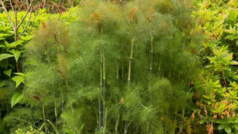 15 herbes ornementales à planter en juin pour un jardin luxuriant et écologique 