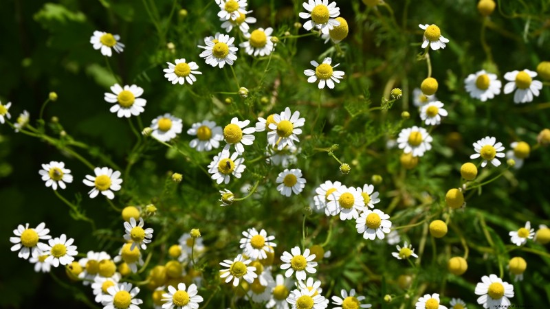 15 herbes ornementales à planter en juin pour un jardin luxuriant et écologique 