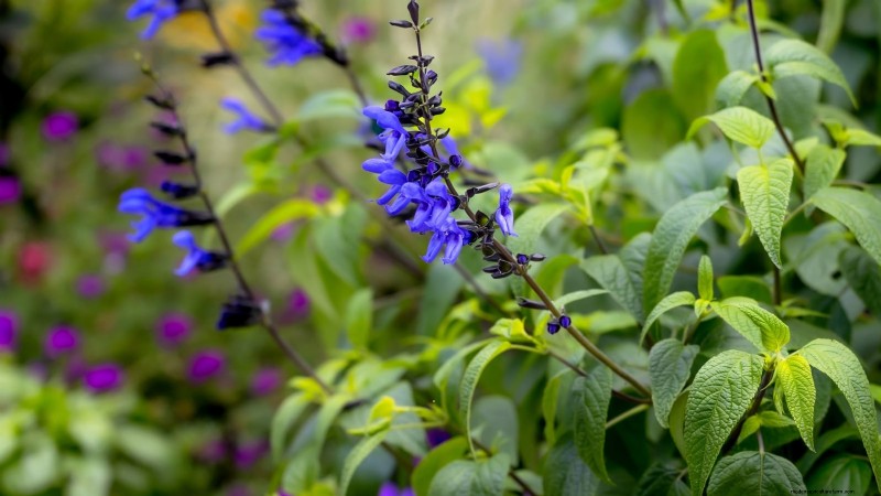 15 herbes ornementales à planter en juin pour un jardin luxuriant et écologique 