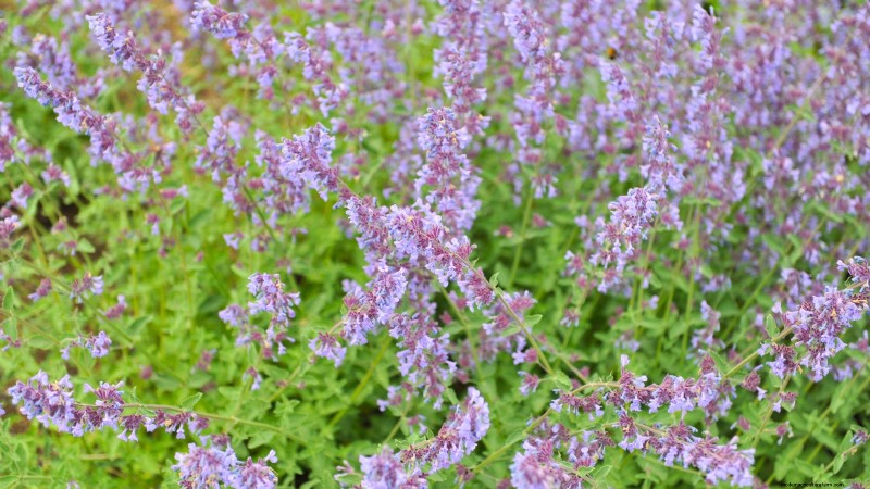 15 herbes ornementales à planter en juin pour un jardin luxuriant et écologique 