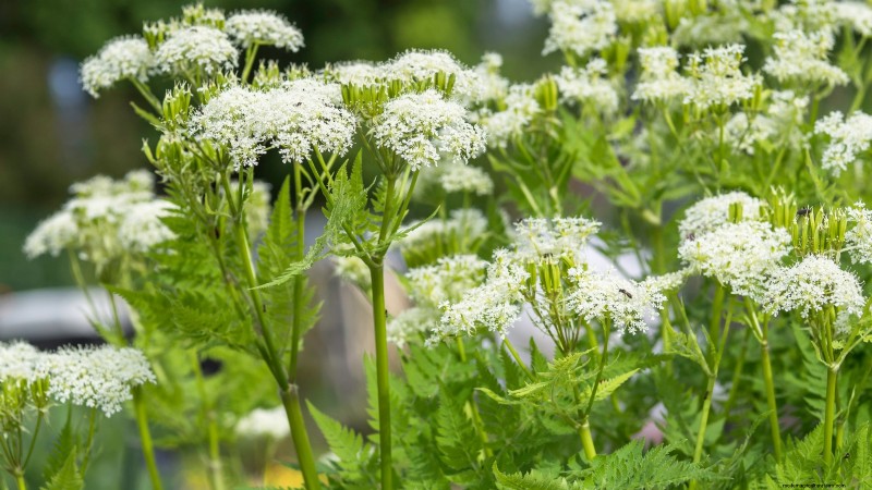 15 herbes ornementales à planter en juin pour un jardin luxuriant et écologique 