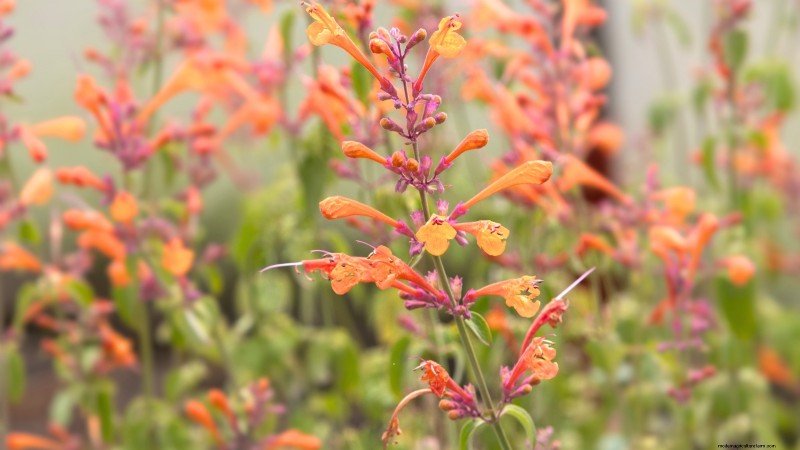 15 herbes ornementales à planter en juin pour un jardin luxuriant et écologique 