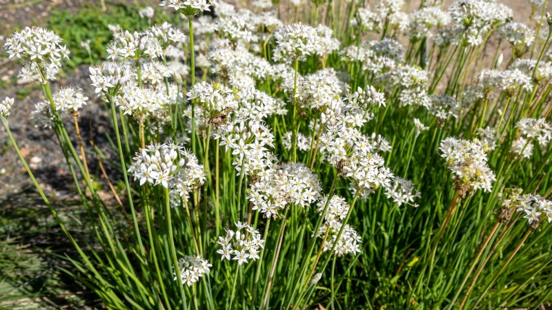 15 herbes ornementales à planter en juin pour un jardin luxuriant et écologique 