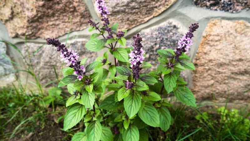 15 herbes ornementales à planter en juin pour un jardin luxuriant et écologique 