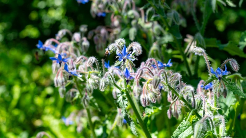 15 herbes ornementales à planter en juin pour un jardin luxuriant et écologique 