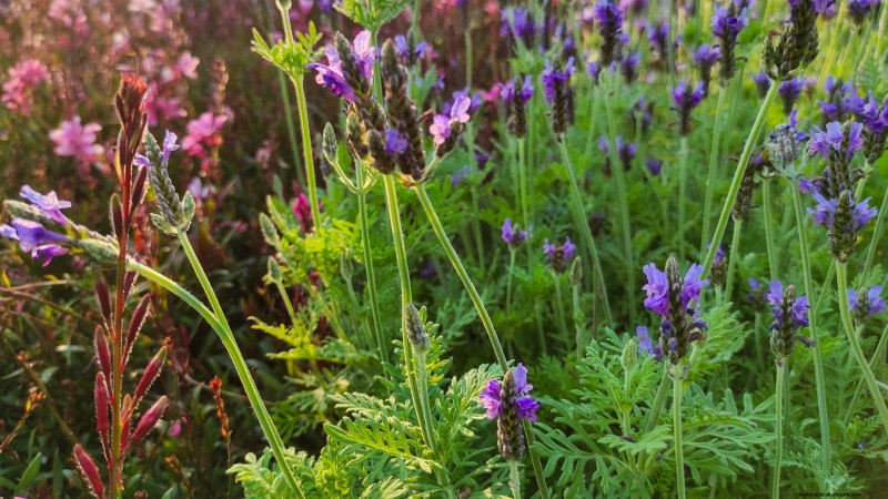 15 herbes ornementales à planter en juin pour un jardin luxuriant et écologique 