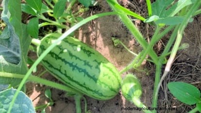 Jubilee Bush Watermelon:Expertguide för plantering, odling och skötsel 