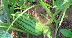 Jubilee Bush Watermelon:Expertguide för plantering, odling och skötsel 