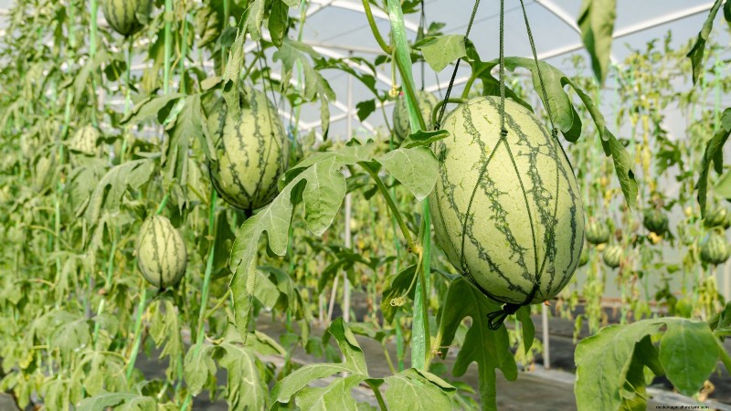 Jubilee Bush Watermelon:Expertguide för plantering, odling och skötsel 