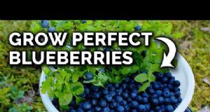 7 Varietas Blueberry Terbaik untuk Berkebun Kontainer 
