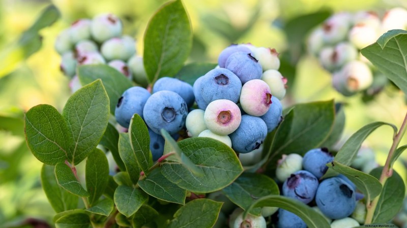 7 bästa blåbärssorter för trädgårdsskötsel 