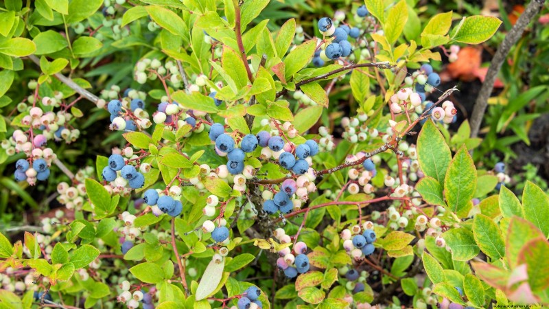 7 bästa blåbärssorter för trädgårdsskötsel 