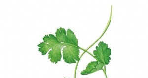 Pincez vos herbes pour un rendement maximal : 11 techniques recommandées par des experts 