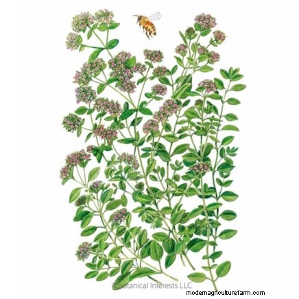 Pincez vos herbes pour un rendement maximal : 11 techniques recommandées par des experts 
