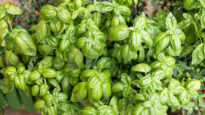 Pincez vos herbes pour un rendement maximal : 11 techniques recommandées par des experts 