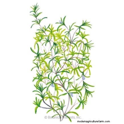 Pincez vos herbes pour un rendement maximal : 11 techniques recommandées par des experts 