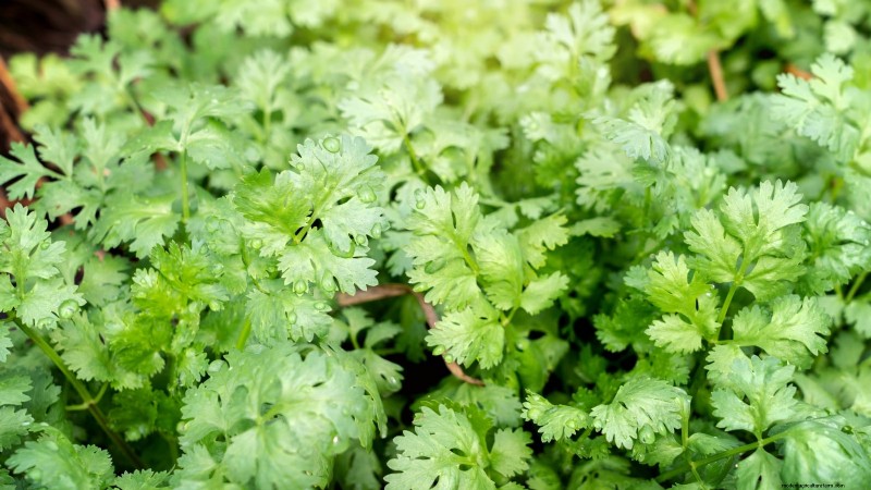 Pincez vos herbes pour un rendement maximal : 11 techniques recommandées par des experts 