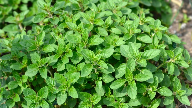 Pincez vos herbes pour un rendement maximal : 11 techniques recommandées par des experts 