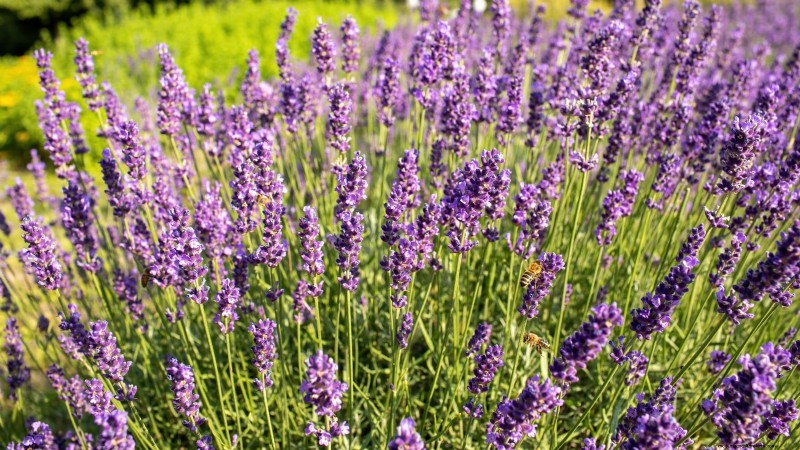 Pincez vos herbes pour un rendement maximal : 11 techniques recommandées par des experts 