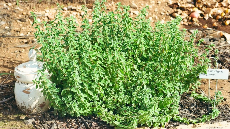 Pincez vos herbes pour un rendement maximal : 11 techniques recommandées par des experts 