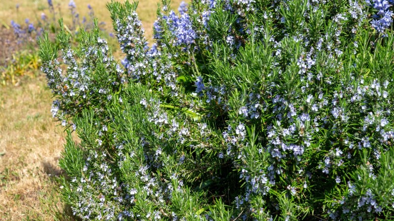 Pincez vos herbes pour un rendement maximal : 11 techniques recommandées par des experts 