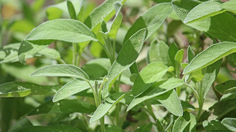 Pincez vos herbes pour un rendement maximal : 11 techniques recommandées par des experts 