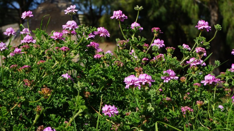 Pincez vos herbes pour un rendement maximal : 11 techniques recommandées par des experts 