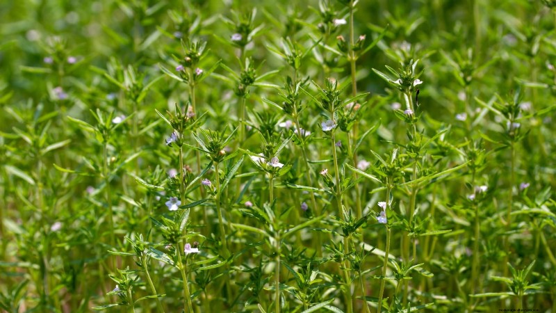 Pincez vos herbes pour un rendement maximal : 11 techniques recommandées par des experts 
