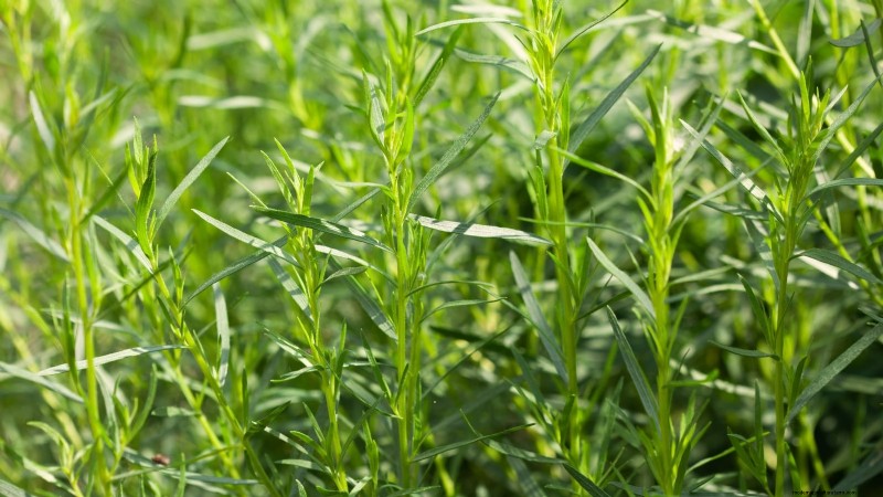 Pincez vos herbes pour un rendement maximal : 11 techniques recommandées par des experts 