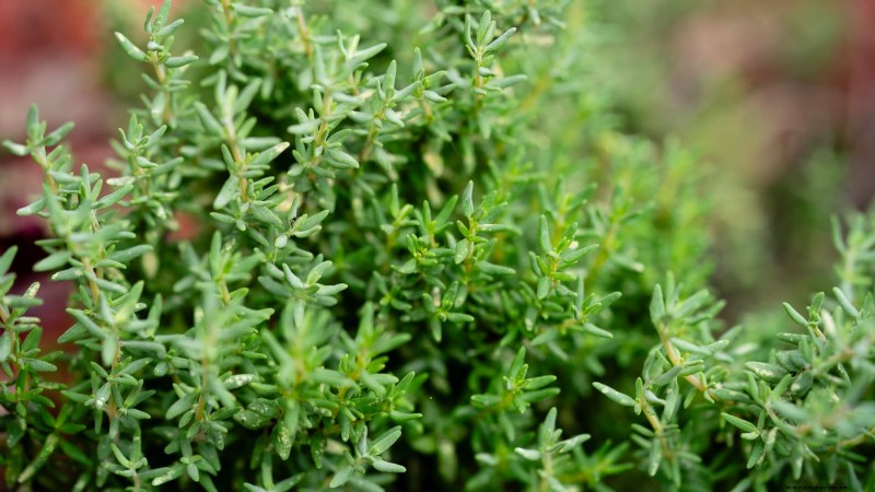 Pincez vos herbes pour un rendement maximal : 11 techniques recommandées par des experts 