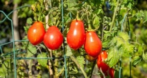 ローマトマトの植え方、育て方、手入れ方法：完全ガイド 