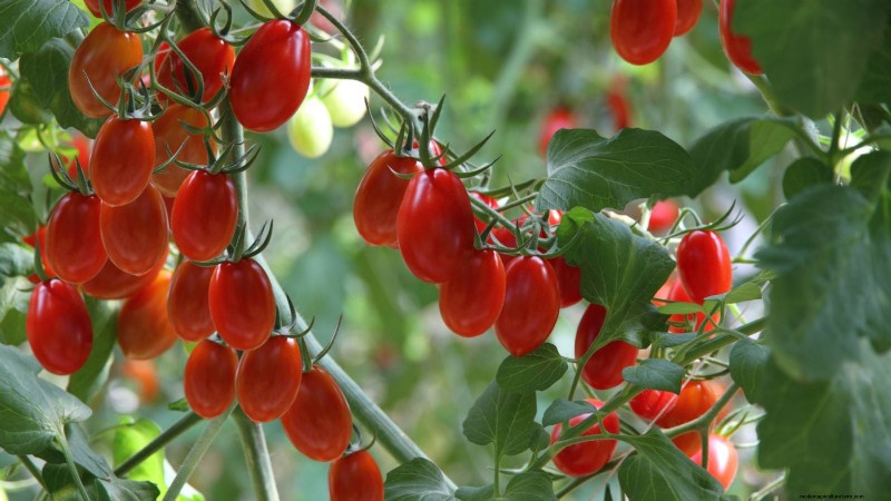 Comment planter, cultiver et entretenir des tomates Roma :un guide complet 