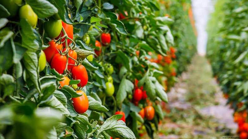 Comment planter, cultiver et entretenir des tomates Roma :un guide complet 