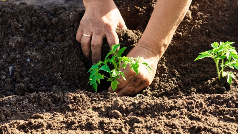 Comment planter, cultiver et entretenir des tomates Roma :un guide complet 