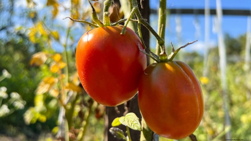 Comment planter, cultiver et entretenir des tomates Roma :un guide complet 