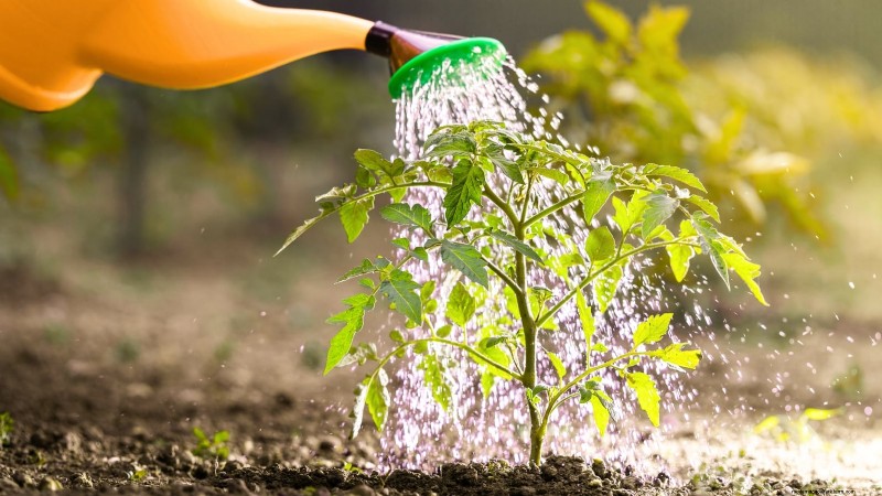 Comment planter, cultiver et entretenir des tomates Roma :un guide complet 
