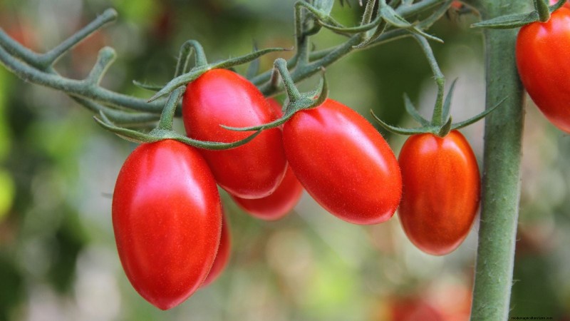 Comment planter, cultiver et entretenir des tomates Roma :un guide complet 