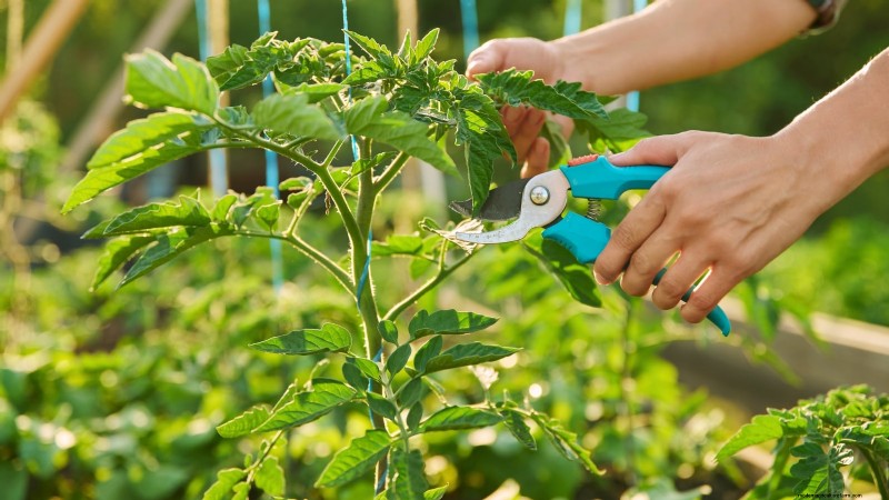 Comment planter, cultiver et entretenir des tomates Roma :un guide complet 