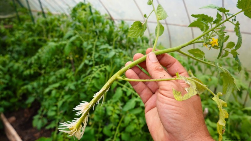 Comment planter, cultiver et entretenir des tomates Roma :un guide complet 