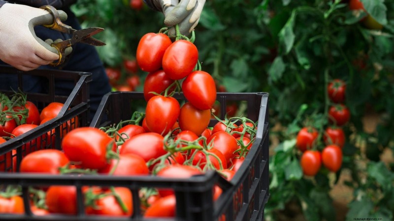 Comment planter, cultiver et entretenir des tomates Roma :un guide complet 