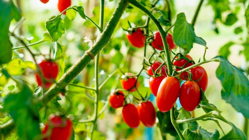 Top 9 des variétés de tomates déterminées pour chaque jardin 