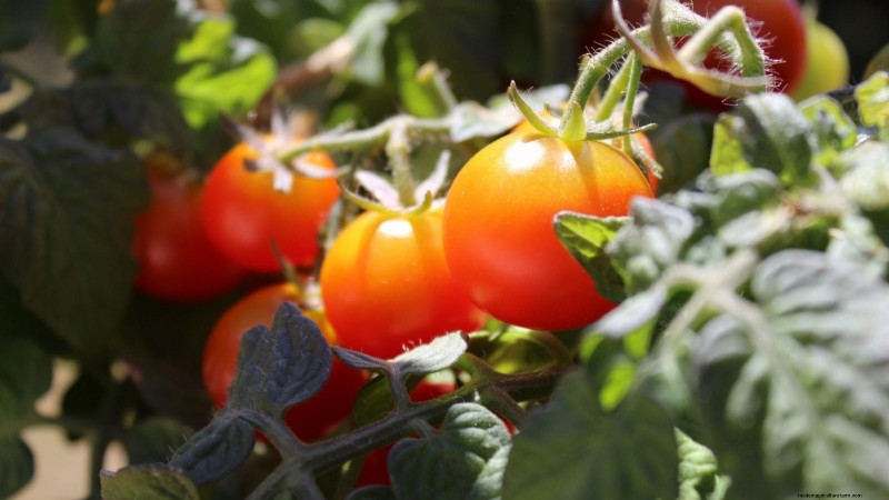 Top 9 des variétés de tomates déterminées pour chaque jardin 