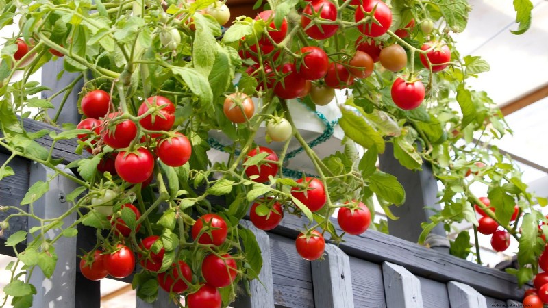 Top 9 des variétés de tomates déterminées pour chaque jardin 