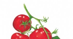 Pomodori Moneymaker:suggerimenti per piantare, coltivare e curare per un raccolto abbondante 