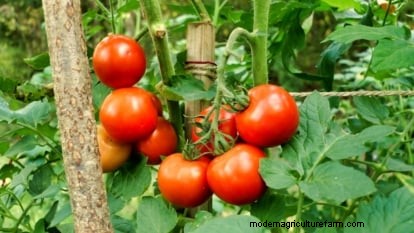 Tomates Moneymaker :conseils de plantation, de culture et d entretien pour une récolte abondante 