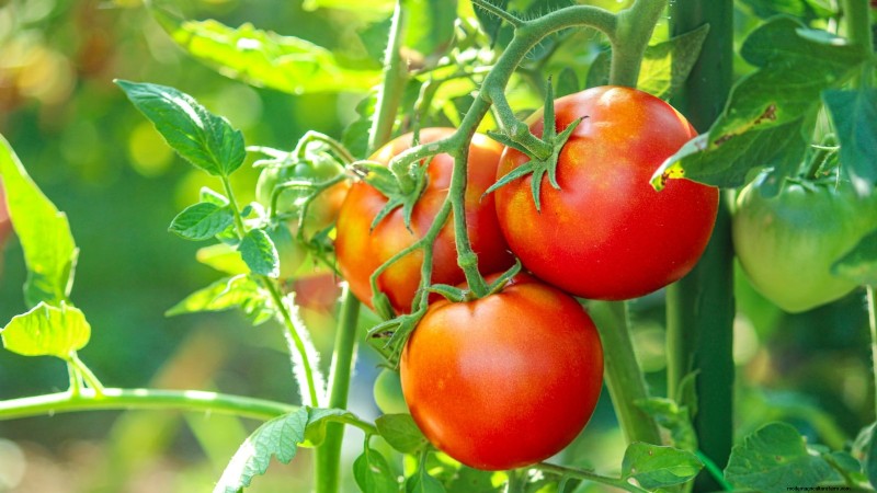 Tomates Moneymaker :conseils de plantation, de culture et d entretien pour une récolte abondante 